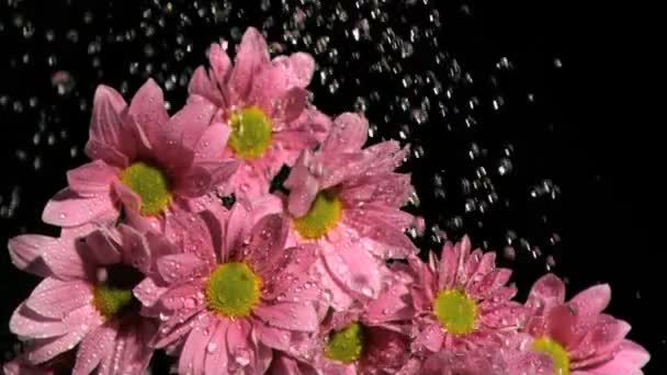 Вода капает в очень медленном движении на розовые маргаритки — стоковое видео