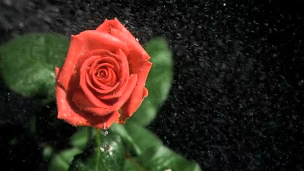 Κόκκινο τριαντάφυλλο ποτιμένος σε σούπερ αργή κίνηση — Αρχείο Βίντεο