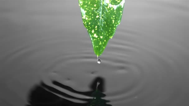 Drops falling from leaf — Stock Video