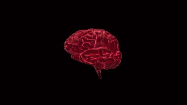Вращающийся розовый мозг увеличивается, чтобы показать нервную систему — стоковое видео