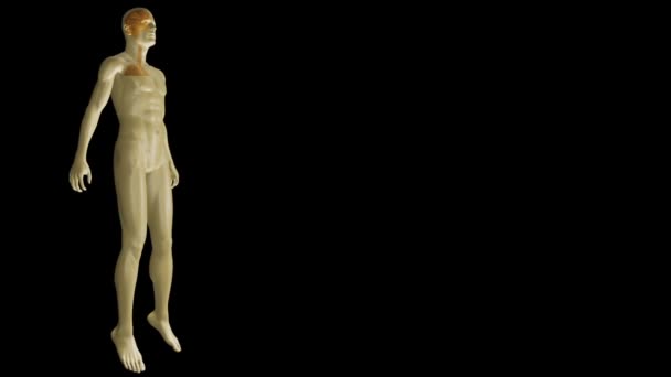 Revolving human form showing organs with copy space — Stock Video