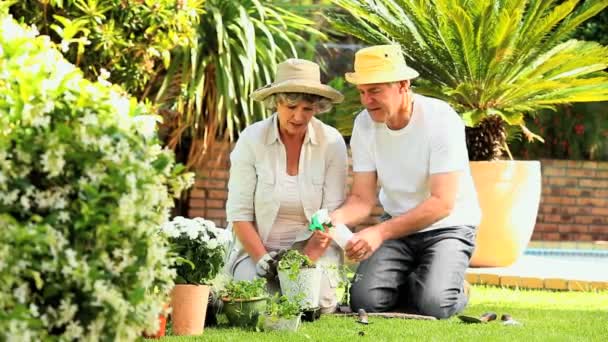 Mature couple spraying potted plants in the garden — Stock Video