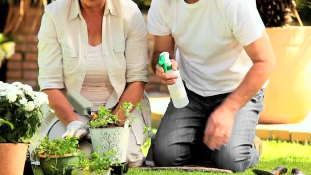 Mature couple working in the garden — Stock Video