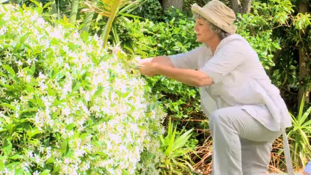 Mulher podar um arbusto com uma tesoura de jardim — Vídeo de Stock