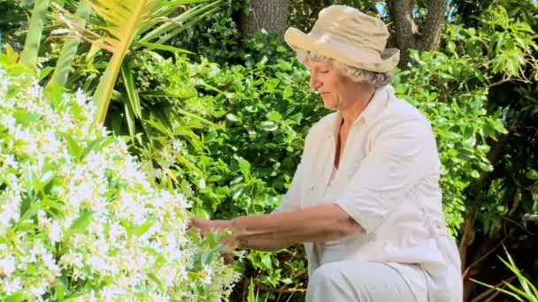 Mature woman pruning a shrub — Stock Video