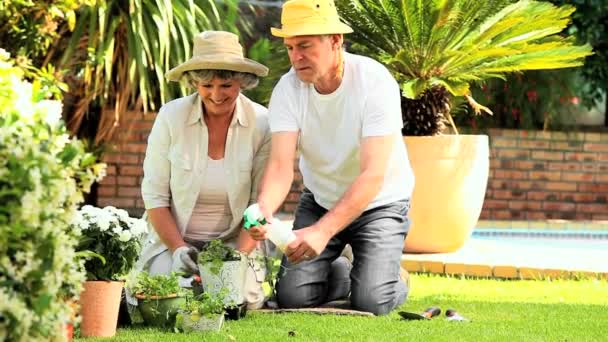 Mature couple spraying potted plants in garden — Stock Video