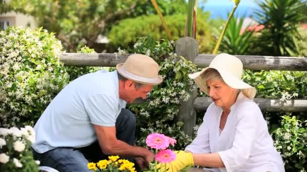 Pareja mayor plantando flores — Vídeos de Stock