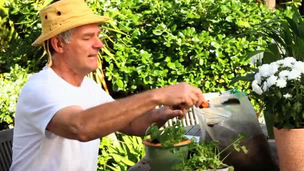 Mature man potting plants in the garden — Stock Video