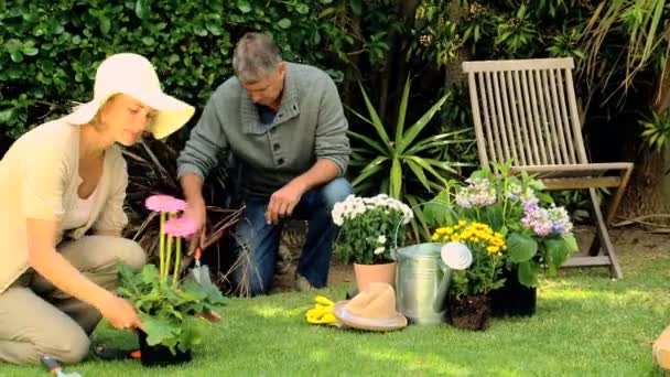 Pareja plantando flores — Vídeo de stock