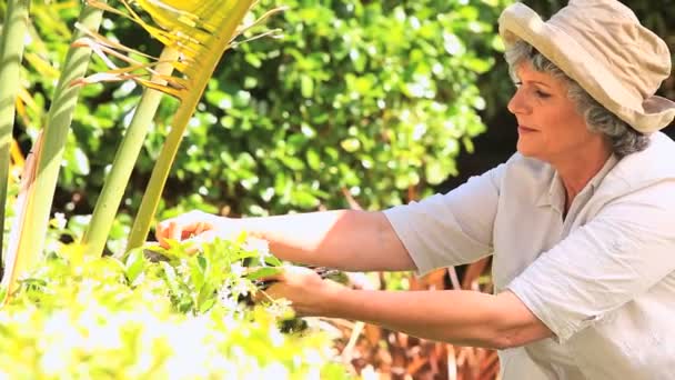 Femme mûre taille un arbuste — Video