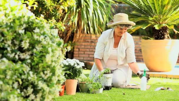 Pensionerad kvinna som arbetar i hennes trädgård — Stockvideo