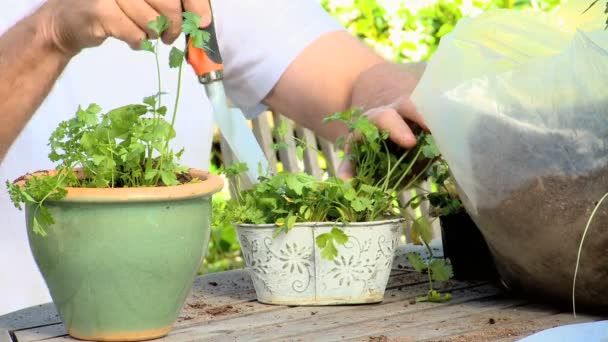 Reifer Mann pflegt seine Topfpflanzen — Stockvideo