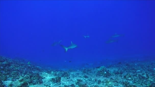 Filmación de archivo - Tiburón — Vídeos de Stock