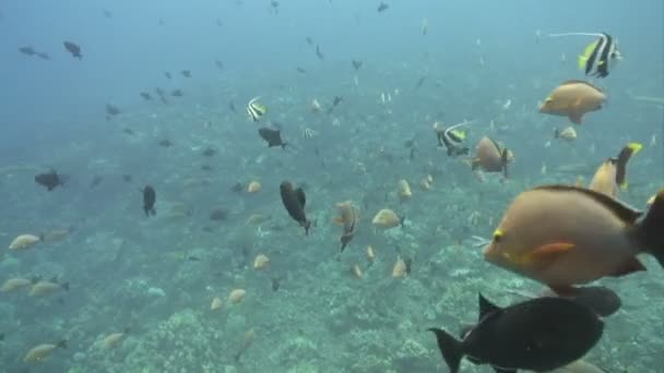 Filmagem de stock subaquático — Vídeo de Stock