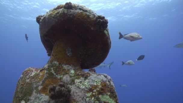 Buceo submarino — Vídeos de Stock