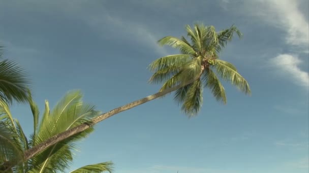 Stock footage - île tropicale — Video