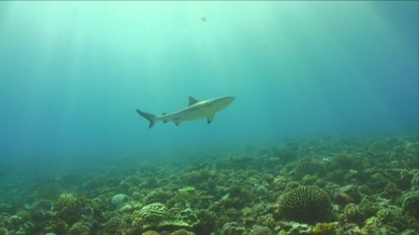 Under Water Stock Footage — Stock Video