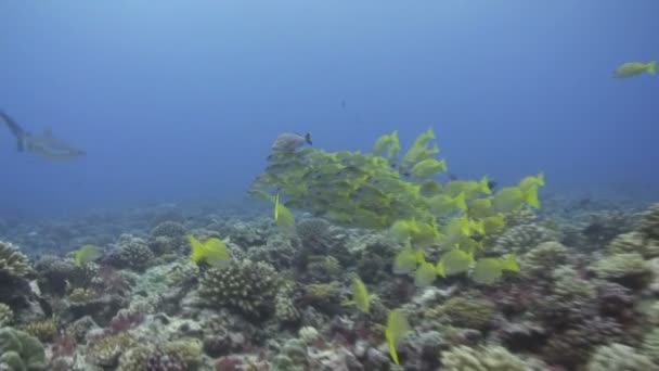 Underwater Footage — Stock Video