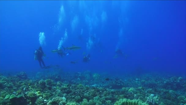 Bajo el agua Imágenes de tiburones — Vídeos de Stock