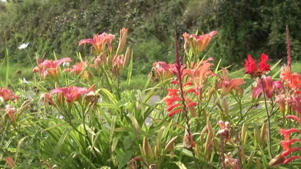Filmagem de estoque - Flores em Bloom — Vídeo de Stock