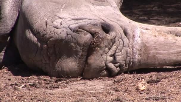 Hipopótamo en la naturaleza — Vídeo de stock
