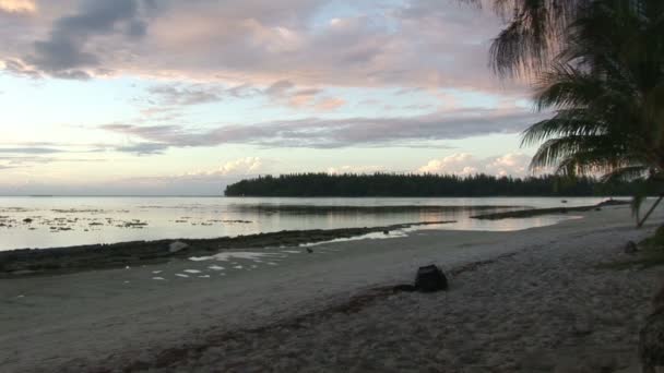 Arkivfilmer - tropisk strandlinje — Stockvideo