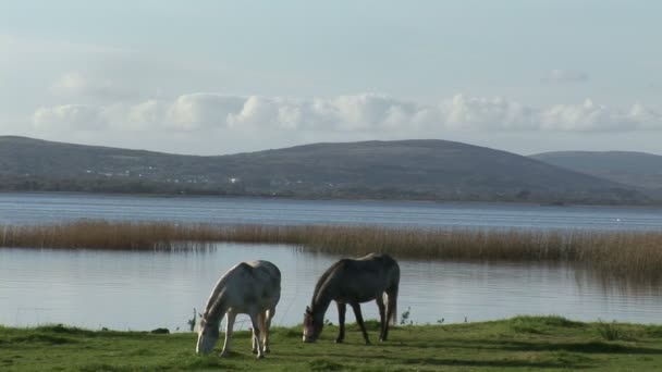 Filmagem de estoque de Connemara — Vídeo de Stock