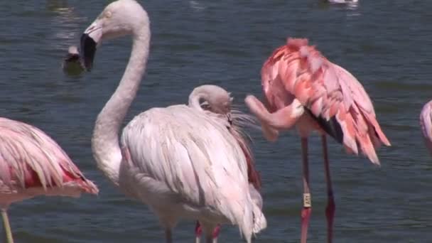 Belos flamingos — Vídeo de Stock
