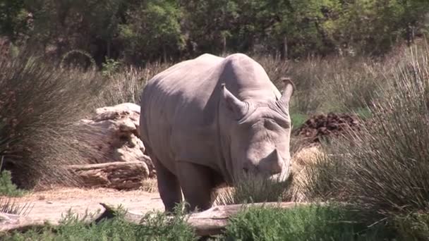 Hipopótamo na natureza — Vídeo de Stock