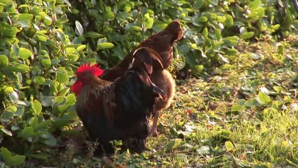 Livre - Gama de galinhas em uma fazenda — Vídeo de Stock