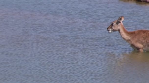 Impala en el agua — Vídeos de Stock