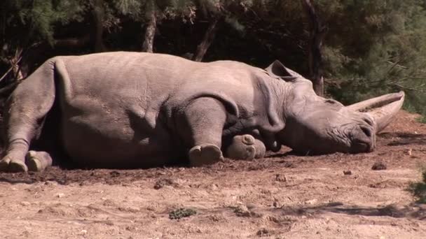 Hipopótamo en la naturaleza — Vídeo de stock