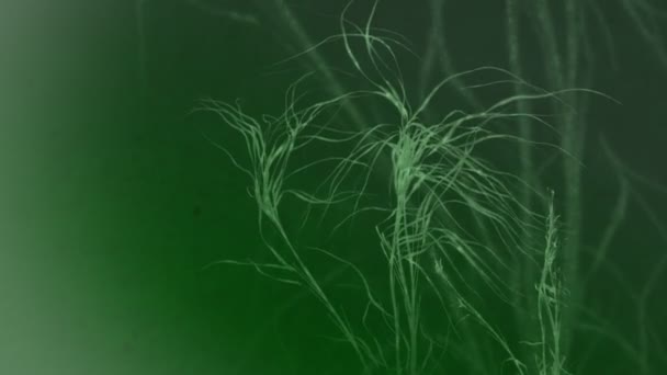 Růst rostliny zelené vinné révy — Stock video