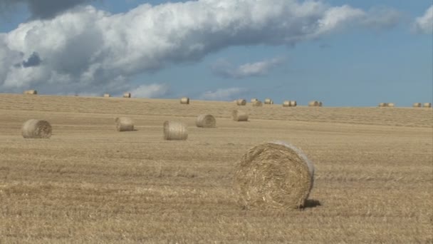 Filmagem de estoque - Um campo de fardos de feno — Vídeo de Stock