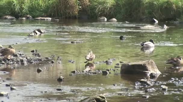 Ducks in a River — Stock Video