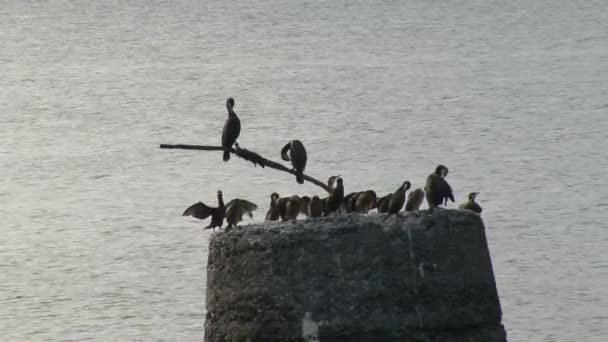 County Clare Ireland — Stock Video