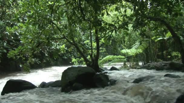 映像素材集 - 熱帯川の急流 — ストック動画