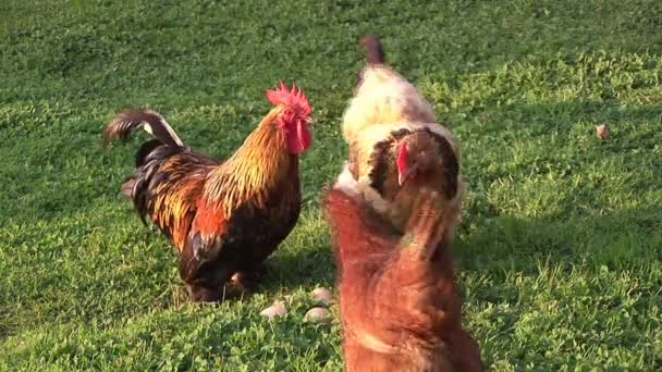Poulty caminando en una granja — Vídeo de stock
