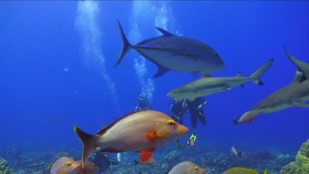 Shark Underwater Footage — Stock Video