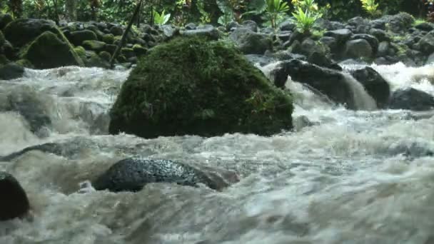 Stock footage - rapides de la rivière tropicale — Video