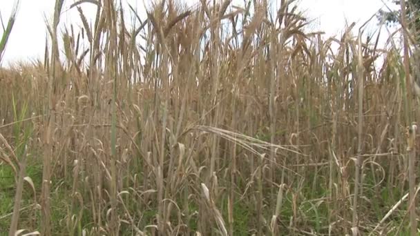 След запаса - кукурузное поле — стоковое видео