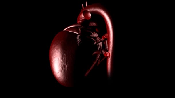 Latidos del corazón humano — Vídeo de stock