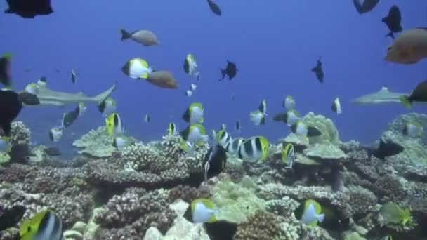 Filmagem de stock subaquático — Vídeo de Stock