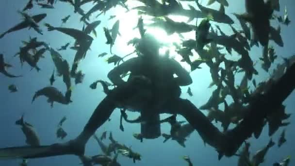 Underwater Stock Footage — Stock Video