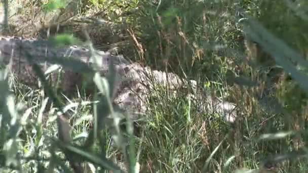 Crocodilo escondido na grama — Vídeo de Stock