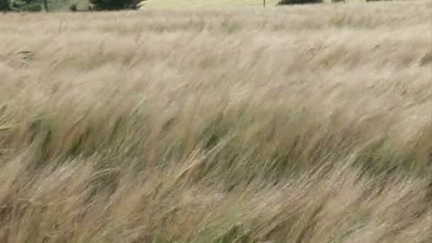 Высокая трава, дующая на ветру — стоковое видео