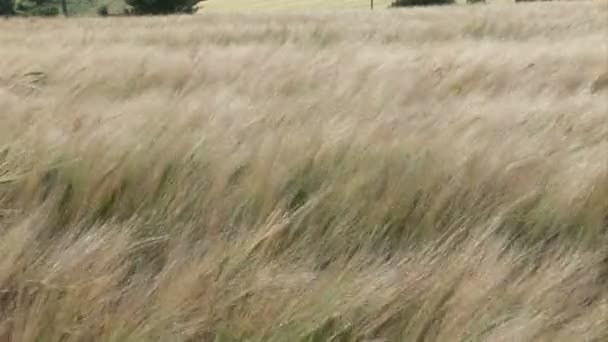 Tall Grass Blowing in the Wind — Stock Video