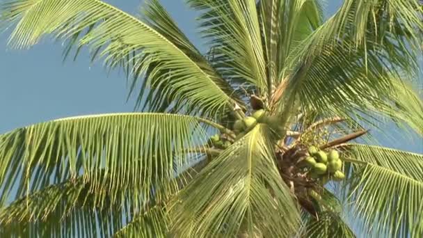 Imágenes de stock - Isla Tropical — Vídeos de Stock