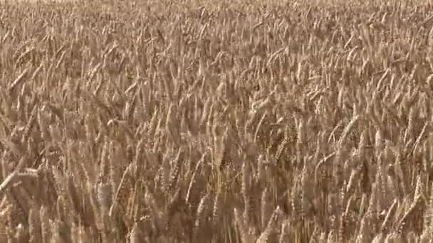 Кукурузные поля — стоковое видео