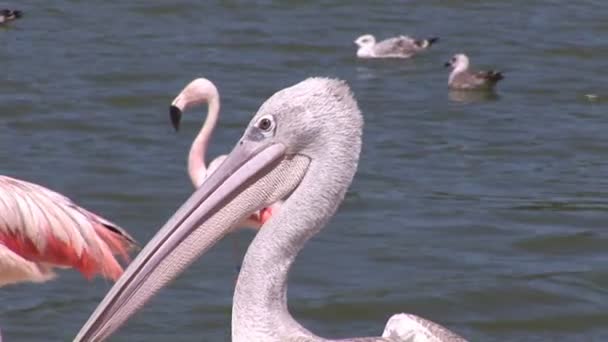 Close-up de pelicanos — Vídeo de Stock